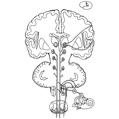 Central Vestibular Pathway icon
