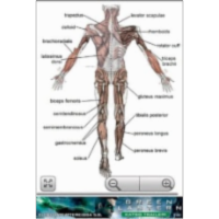 Human Anatomy App for Android icon