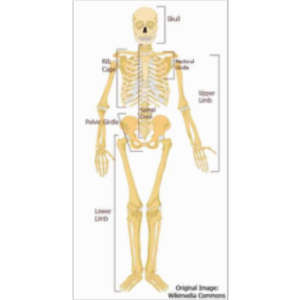 Introduction to Skeletal System