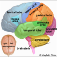 Brain Anatomy icon