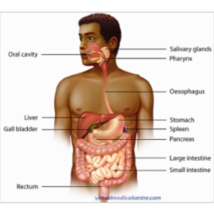 Gastrointestinal System