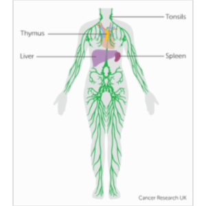 The Lymphatic System icon