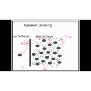 Quorum Sensing