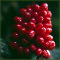 Botany Database icon