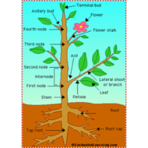 Plants at Enchanted Learning