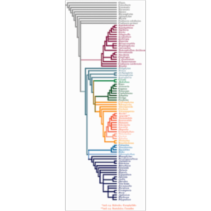 Lab Directory for Virtual Paleobotany icon