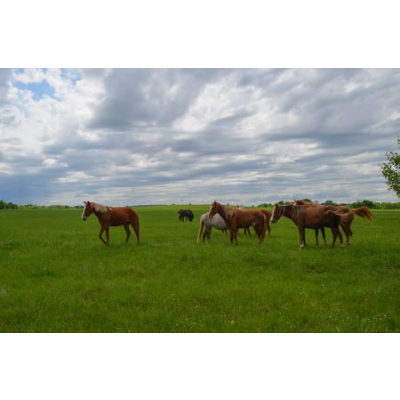 The 100th Meridian, Where the Great Plains Begin, May Be Shifting - Center for Climate and Life icon