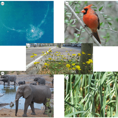 Adaptation, speciation and extinction in the Anthropocene icon