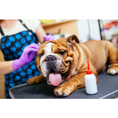 5 Fire Safety Tips for your ESA icon