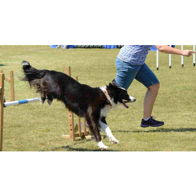 Indoor exercises to keep your ESA dynamic in winter