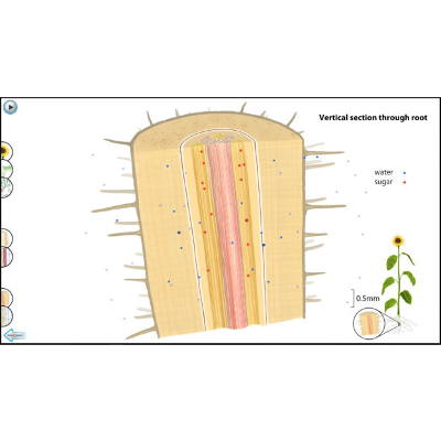 Transport of Water and Sugar in Plants icon