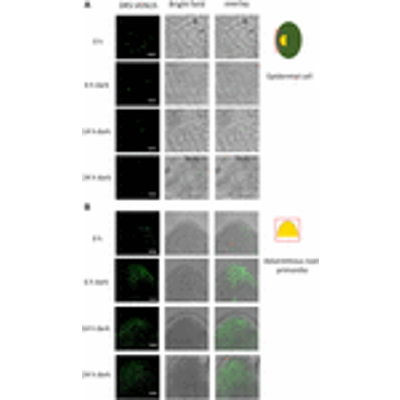 Polar Auxin Transport Determines Adventitious Root Emergence and Growth in Rice