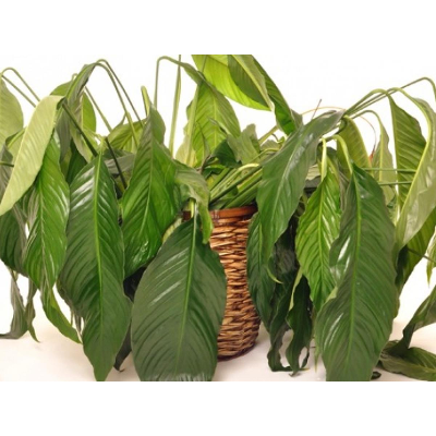 Advice - How to Help Wilting Indoor Plants Recover