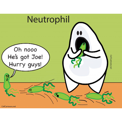 Phagocytosis - Cell Cartoons icon