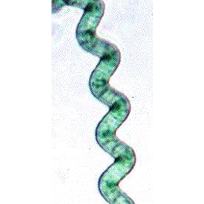 Life History and Ecology of Cyanobacteria icon