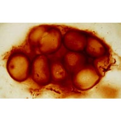 Fossil Record of Cyanobacteria icon