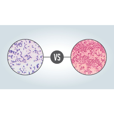 Review: Gram Positive vs Gram Negative