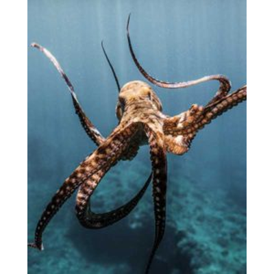 Octopus Anatomy - Octopus Facts and Information icon