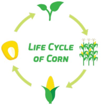 Life Cycle of Corn icon