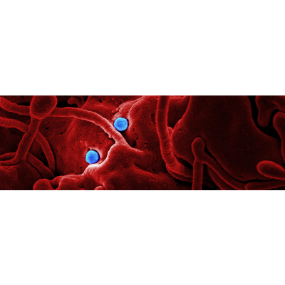 Coronavirus Resources icon