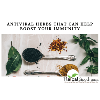 Antiviral Herbs That Can Help Boost Your Immunity | Herbal Goodness