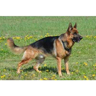 Razas de perros gigantes icon