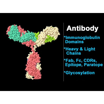 Antibody Molecular Structure & Function icon