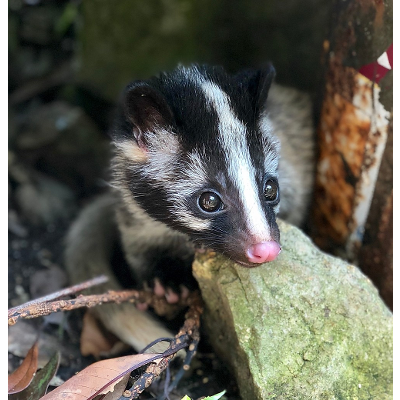 Where did the new coronavirus come from? icon