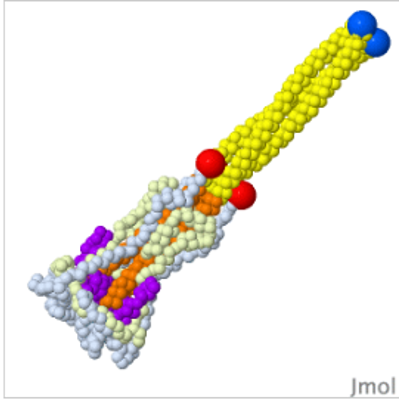 SARS-CoV-2 spike protein fusion transformation icon