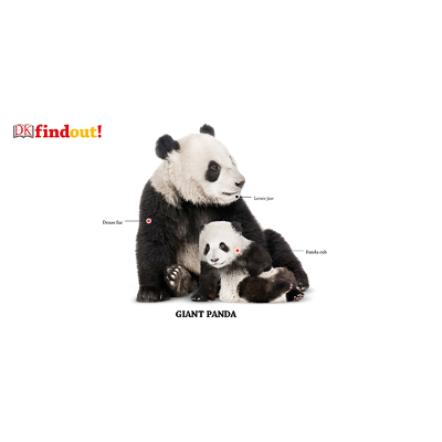 DK Find Out! | Fun Facts for Kids on Animals, Earth, History and more! icon