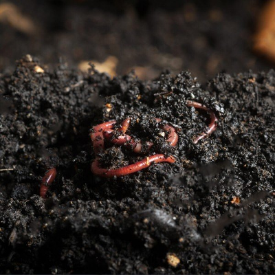 Solucan Gübresi icon