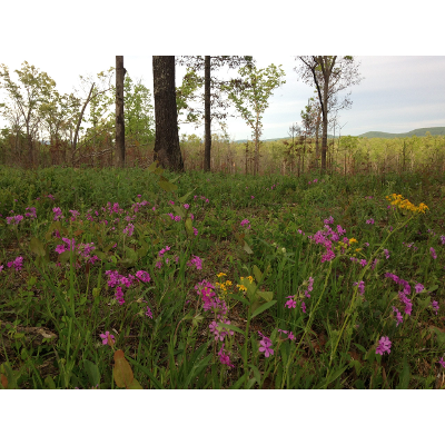 Litter to glitter: releasing the herbaceous groundlayer potential stored in oak forest floors -