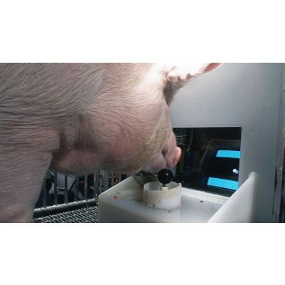 Pigs Learn to Play Video Games Using Joysticks with Their Snouts