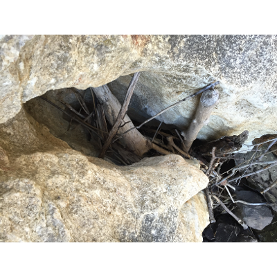 Reading African American Literature icon