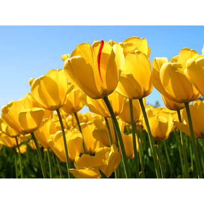 Vibe Digital Academy – Vibe Academy icon