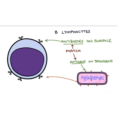 Understanding the Cells of the Immune System