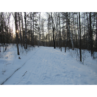 A Review of Field Experiments on the Effect of Forest Bathing on Anxiety and Heart Rate Variability icon
