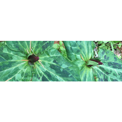 Ethics Humanities 400