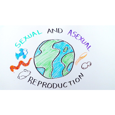 Types of Reproduction: Sexual versus Asexual Reproduction - iBiology &amp; Youreka Science