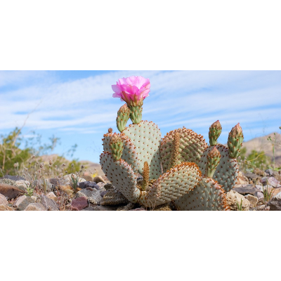 Developing Resilience: Overcoming and Growing from Setbacks icon