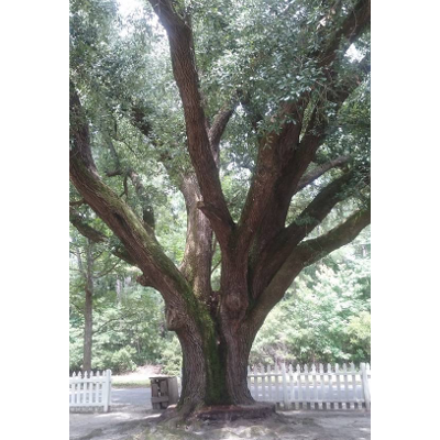 Critical Employment, Ethical, and Legal Scenarios in Human Resource Development icon