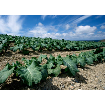 Food Production, Public Health, and the Environment