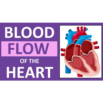 Blood Flow Through the Heart | Heart Anatomy and Physiology NCLEX icon