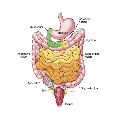 Small Bowel Obstruction: Causes, Symptoms, Diagnosis & Treatment icon