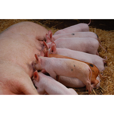 Swine Antibiotherapy Handbook icon