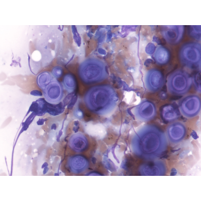 Clinical Veterinary Diagnostic Laboratory icon