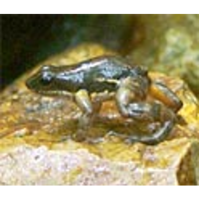 Outbreak: Rapid Appearance of Fungus Devastates Frogs, Salamanders in Panama