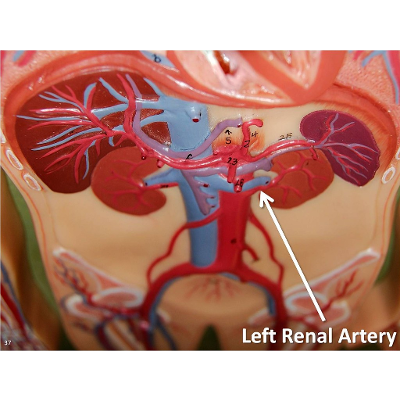 Lesson One: Study Guide (Renal Physiology) icon