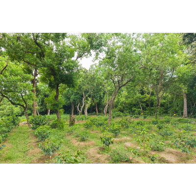 Agroforestry: a land management system that increases both yield and resilience of agriculture icon