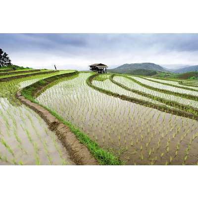 Food and the Future Environment (GEOG 3N) icon